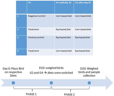 Assessment of a Nutritional Rehabilitation Model in Two Modern Broilers and Their Jungle Fowl Ancestor: A Model for Better Understanding Childhood Undernutrition